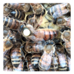 Acheter reine buckfast F1