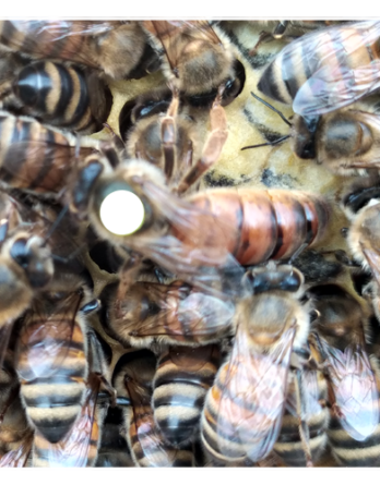 Acheter reine buckfast F1