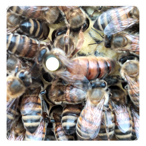 Acheter Reines d'abeilles Buckfast F1 vierge