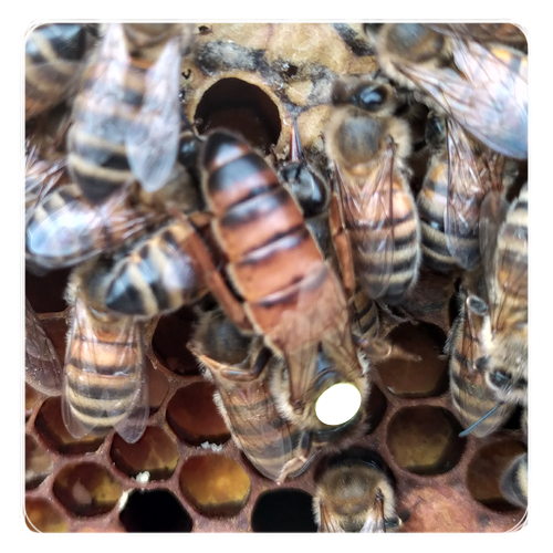 Acheter Cellule Royale reines d'abeilles - Buckfast F1