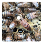 Acheter reine buckfast F1