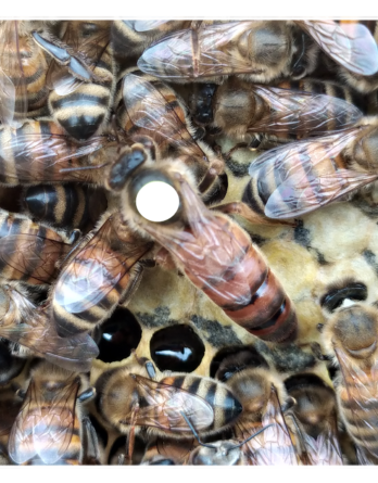 Acheter reine buckfast F1