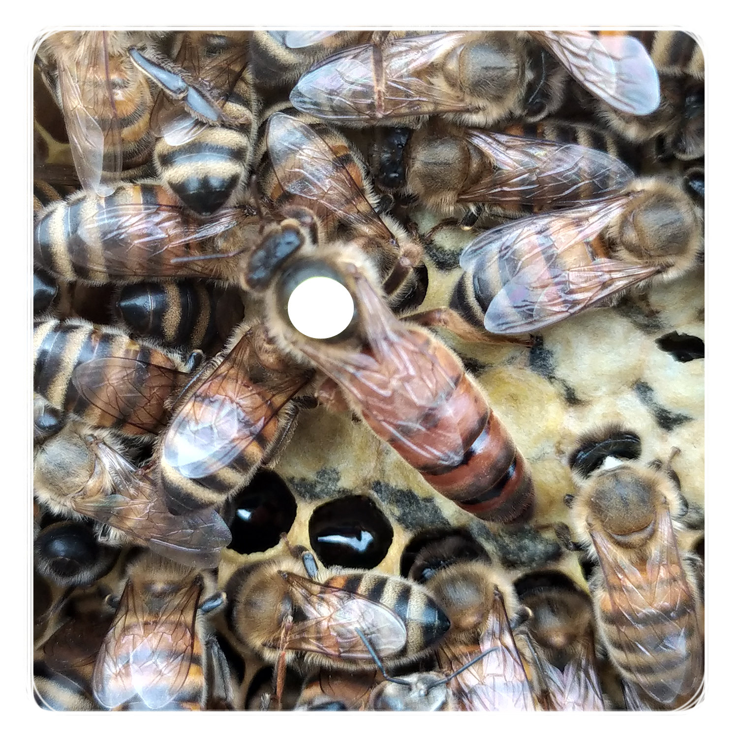 Acheter reines d'abeilles Buckfast F1 fécondée