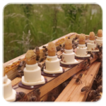 Cellule Royale Buckfast F1