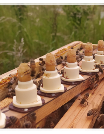 Cellule Royale Buckfast F1