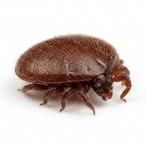 Varroa Destructor
